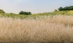 Woodland Scenics FS620 4MM Static Grass Straw. Fixed Price $5.39.