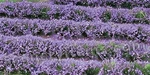 Mp Scenery Lavenders Grassland 5"X6-1/8" Sheet Ho Scale Architectural Railroad. Fixed Price $8.99.