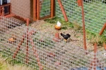 Faller 180264 N/ho/z/tt Chickens Mini Sound Effect. Fixed Price $37.00.